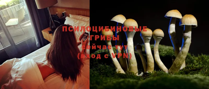 Псилоцибиновые грибы Cubensis  как найти закладки  Аркадак 